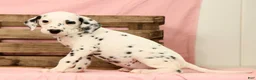 Dalmatian dogs for sale: Brittney - Ad 8