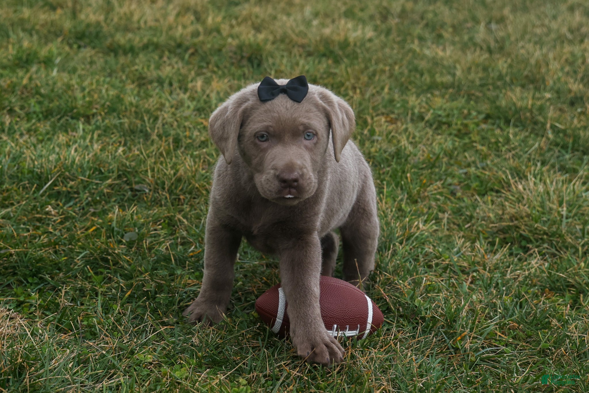 Labrador Retriever dogs KODY - Ad 2