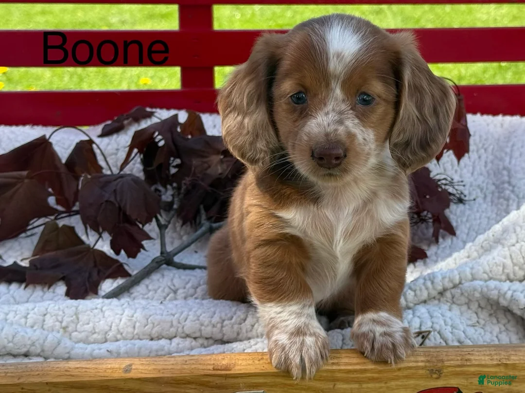 Miniature Dachshund dogs for sale: Boone - Ad 1