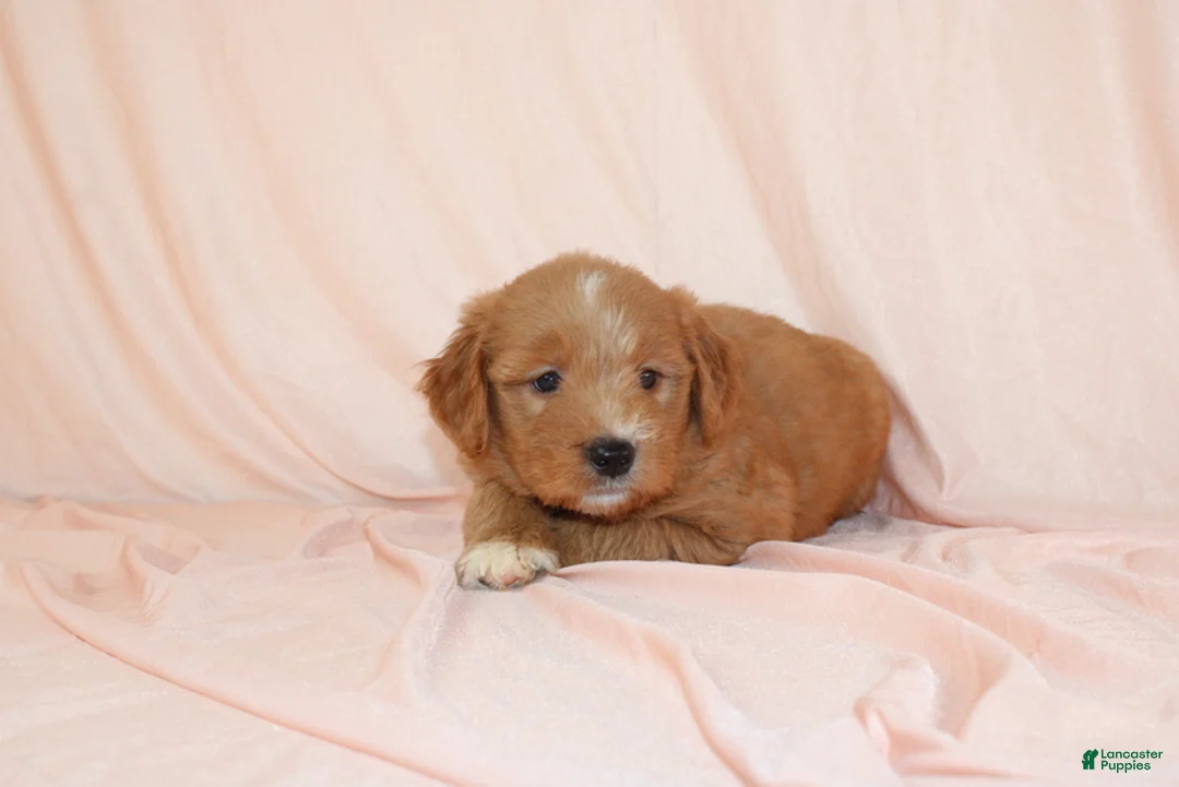 Goldendoodle dogs for sale: Wren - Ad 4