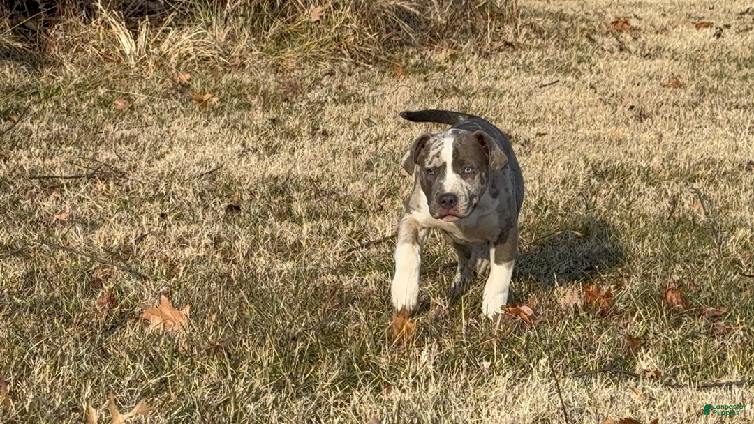American Bully dogs for sale: Greyjoy  - Ad 7