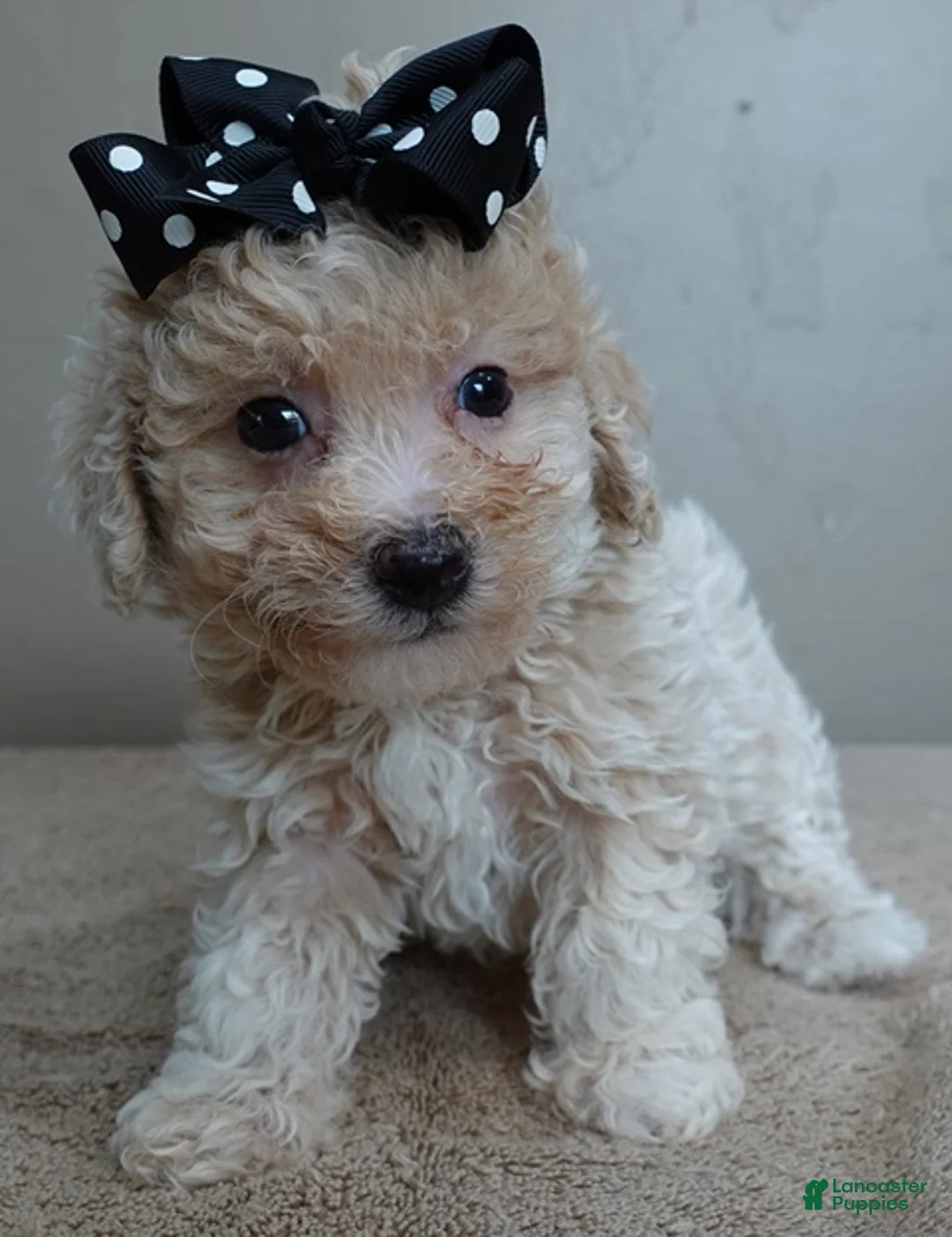 Toy Poodle dogs for sale: Rook!!!!!!!!!!!! - Ad 2