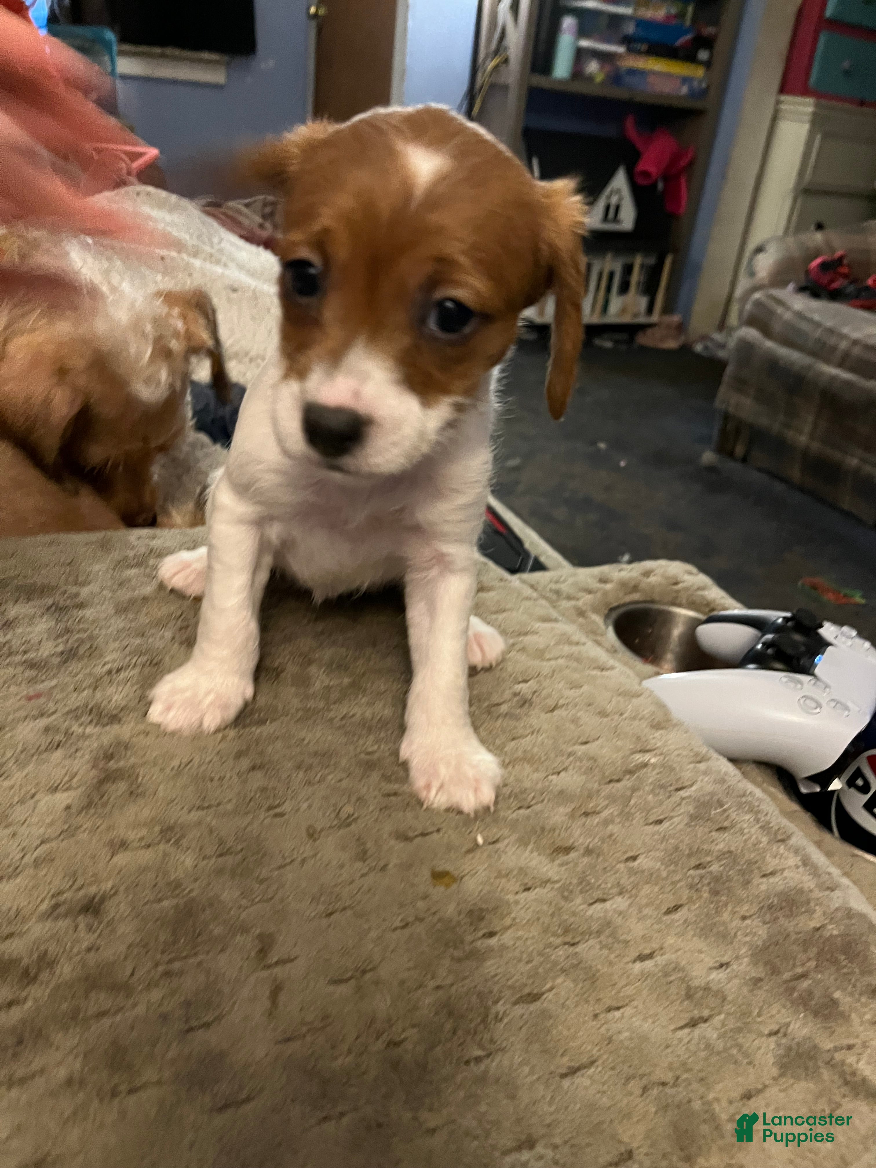 Mixed Breed dogs Mixed Breed Puppy 4 - Ad 9