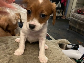 Mixed Breed dogs Mixed Breed Puppy 4 - Ad 9