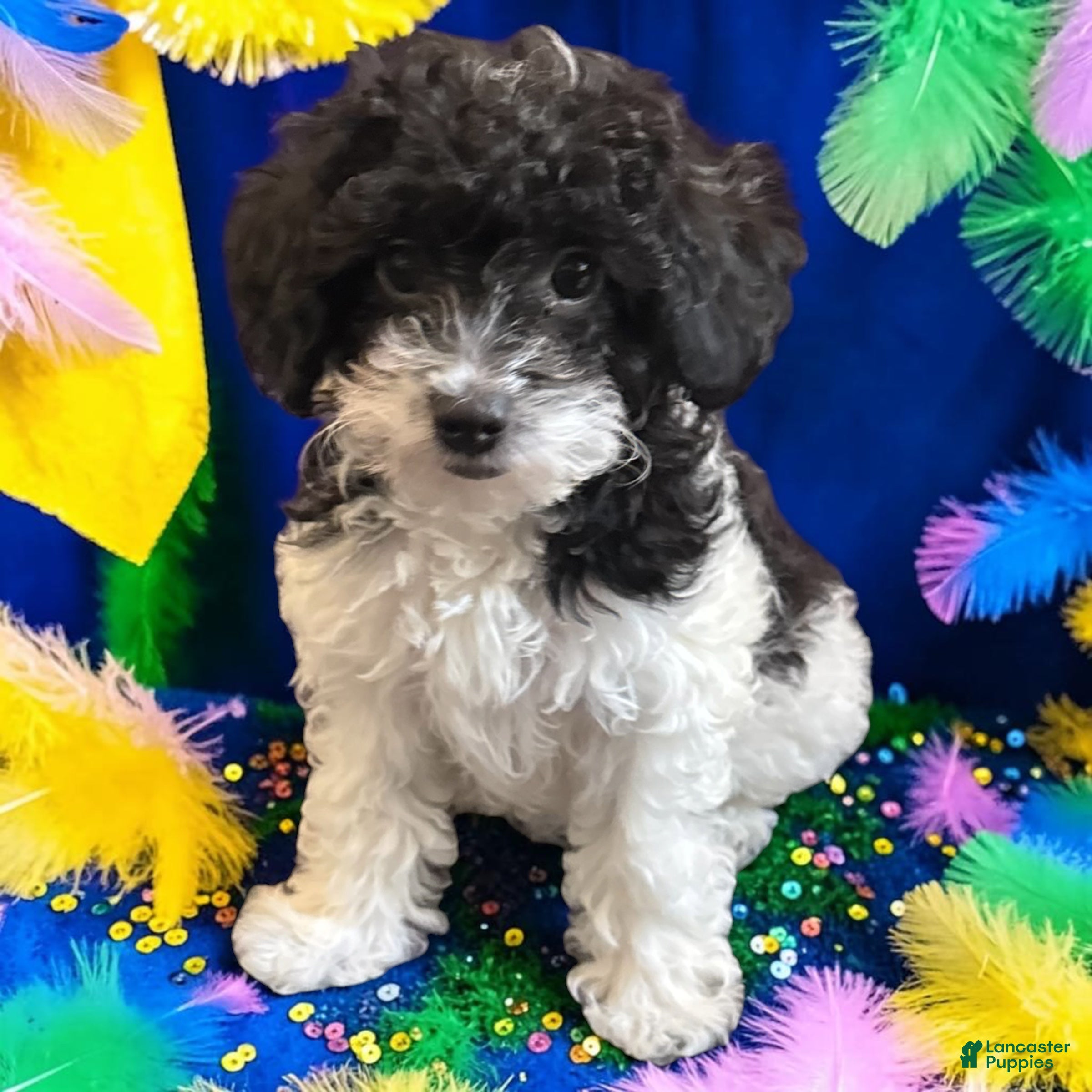 Mini Goldendoodle dogs Arlo - Ad 2
