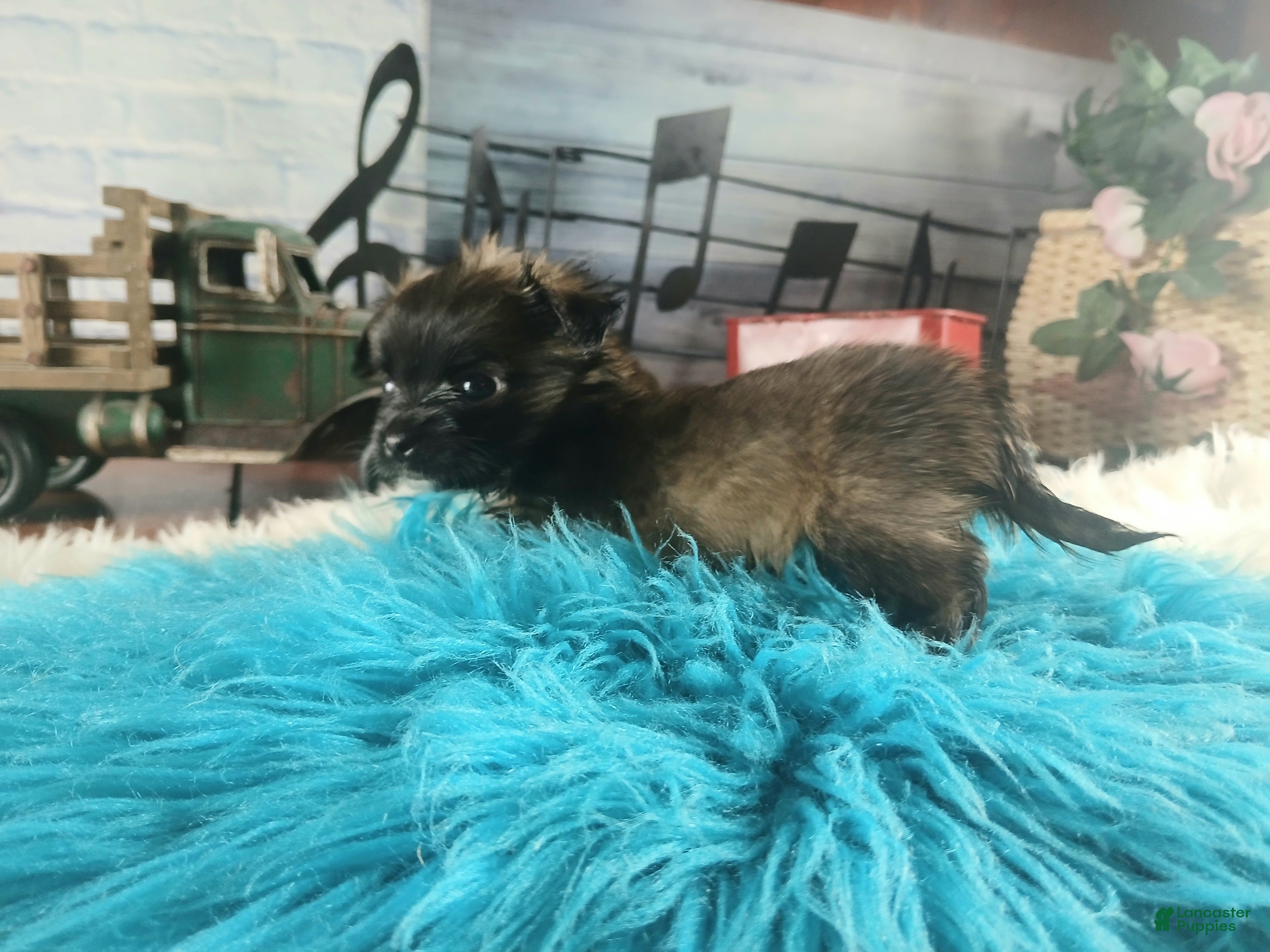 Chihuahua dogs Micro teacup long hair darker boy. Hand Delivery  - Ad 10