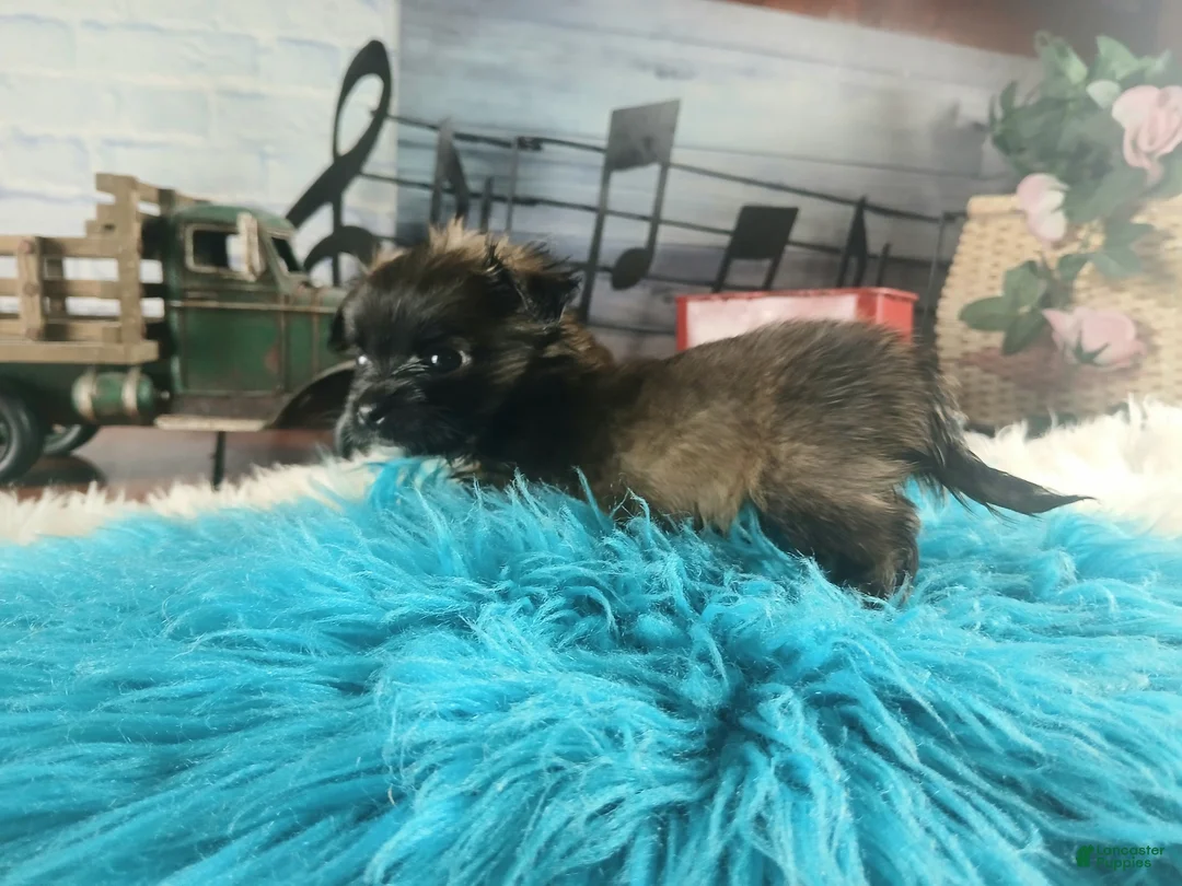 Chihuahua dogs for sale: Micro teacup long hair darker boy. Hand Delivery  - Ad 2