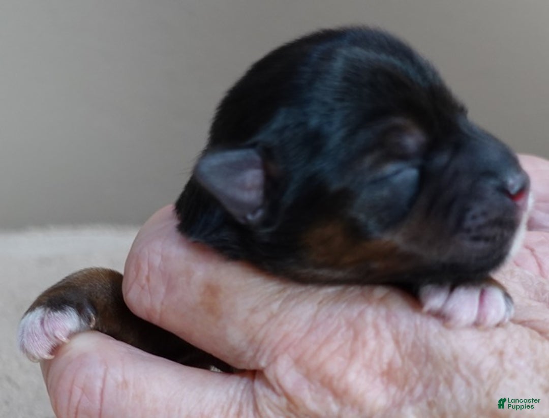 Yorkshire Terrier dogs for sale: Rio  - Ad 1