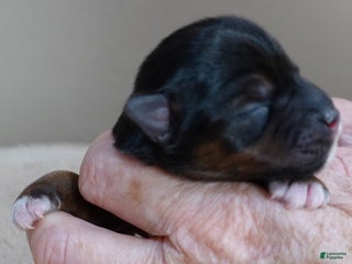 Yorkshire Terrier dogs Rio - Ad 22