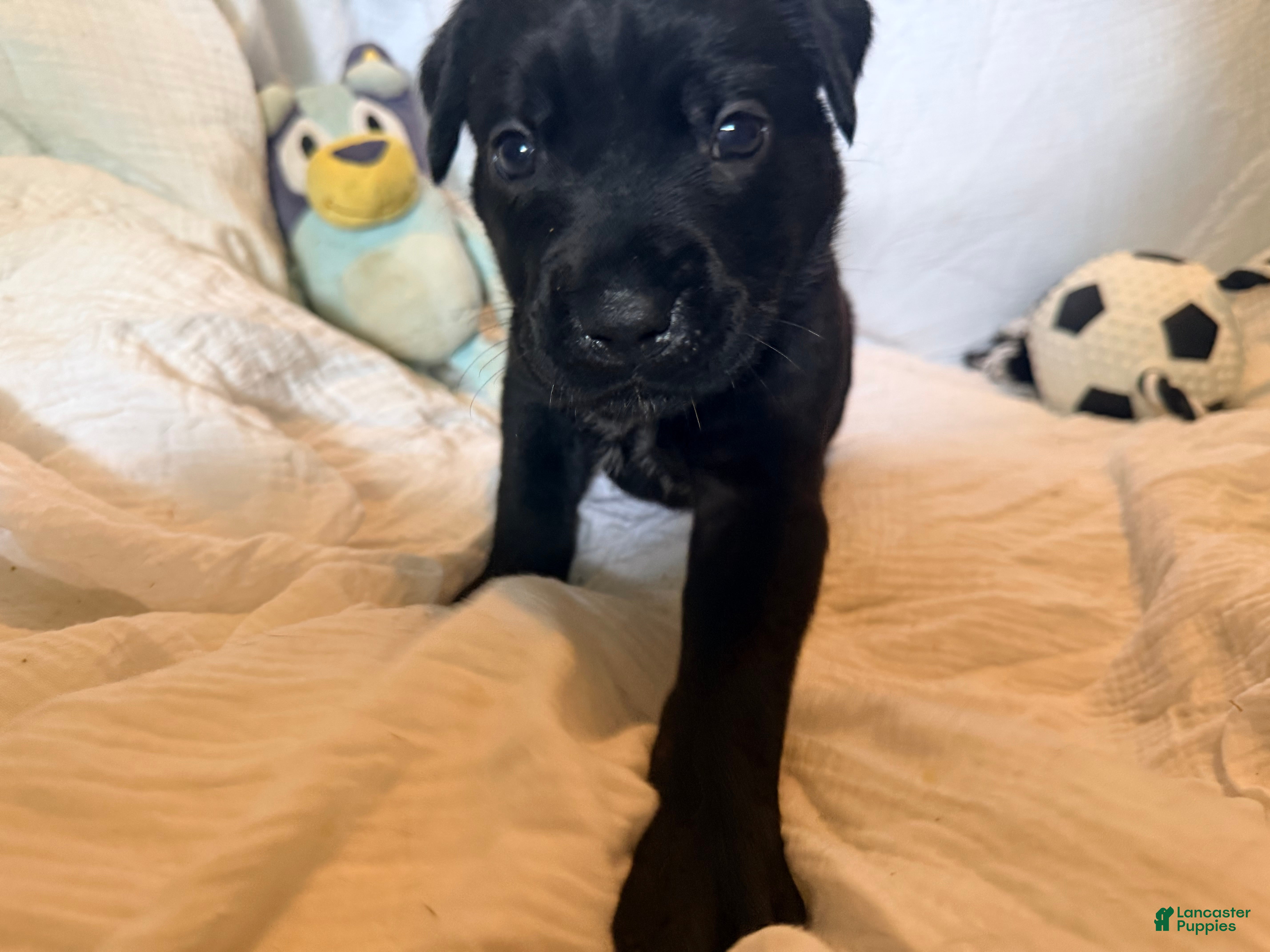Cane Corso dogs Cain AKC red collar - Ad 9