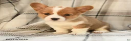 Welsh Corgi Pembroke dogs for sale: Olive  - Ad 8