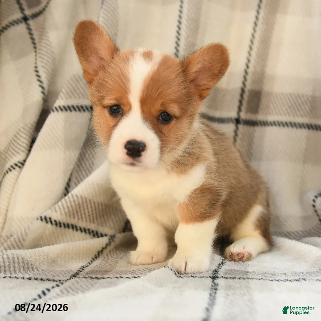 Welsh Corgi Pembroke dogs for sale: Olive  - Ad 8
