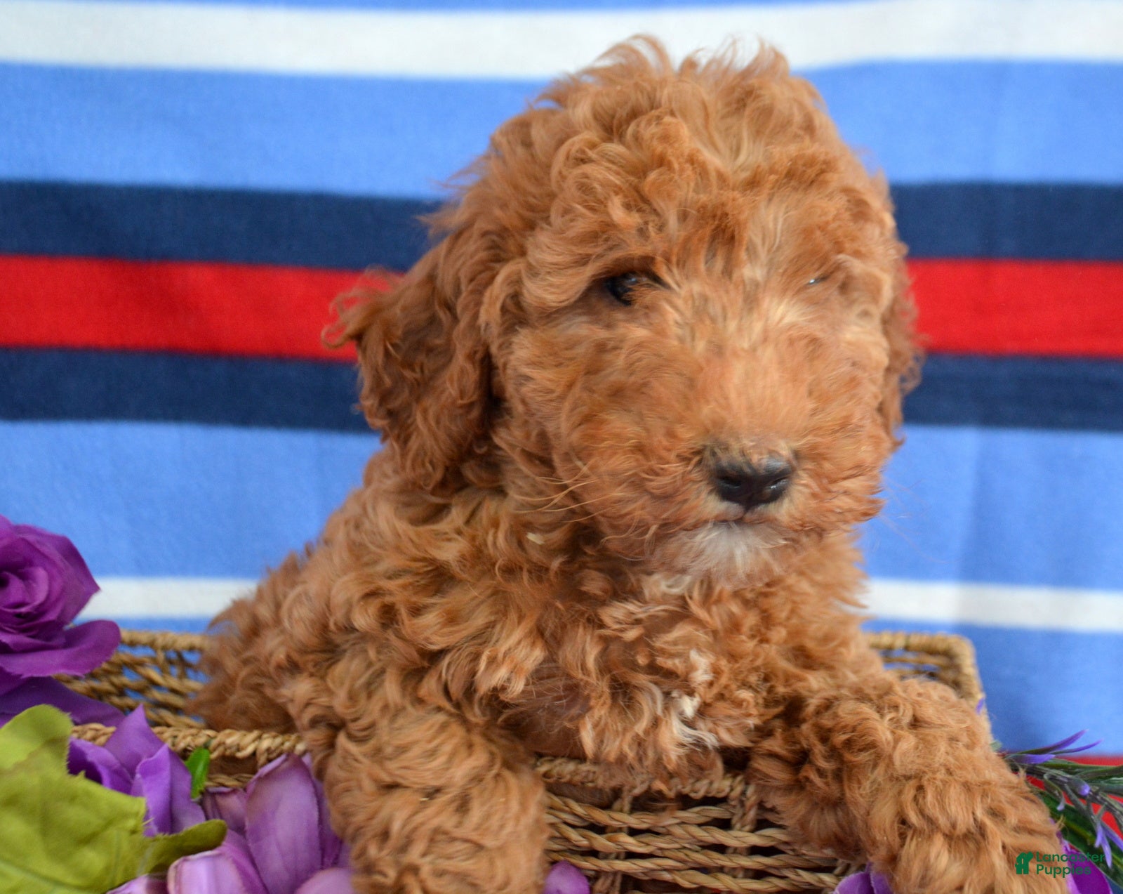 Goldendoodle dogs Mini Goldendoodle Puppy 4 Elly - Ad 42