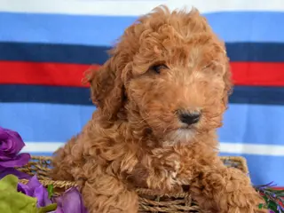 Goldendoodle dogs Mini Goldendoodle Puppy 4 Elly - Ad 42
