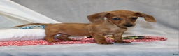 Miniature Dachshund dogs for sale: Button - Ad 1