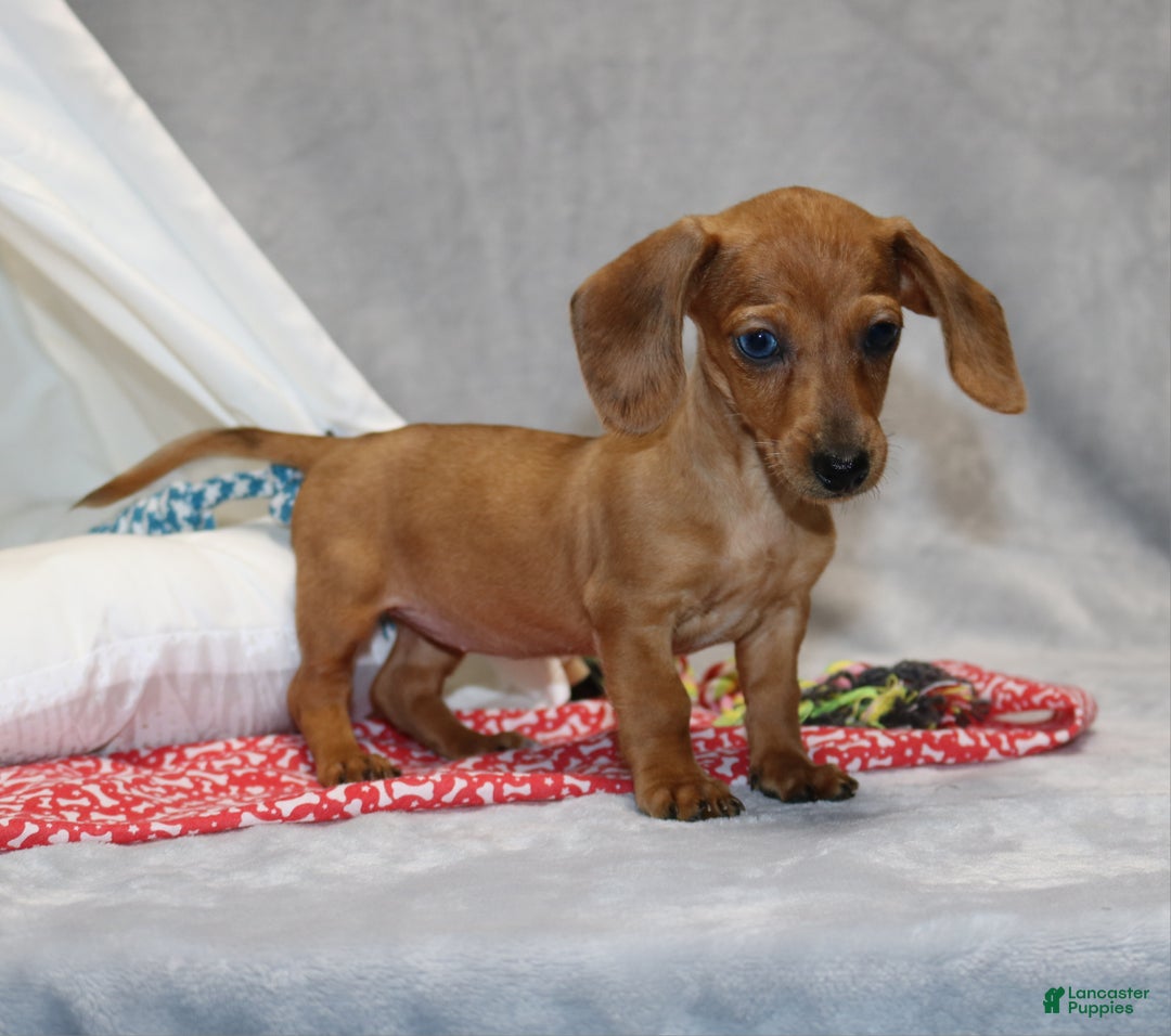 Miniature Dachshund dogs for sale: Button - Ad 1