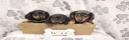 Miniature Dachshund dogs for sale: Gordon - Ad 5