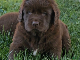 Newfoundland dogs - Ad 7