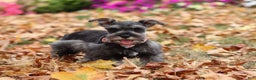 Miniature Schnauzer dogs for sale: Millie - Ad 24