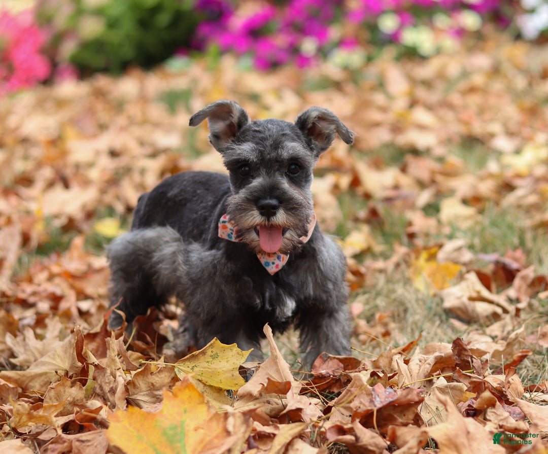 Miniature Schnauzer dogs for sale: Millie - Ad 24