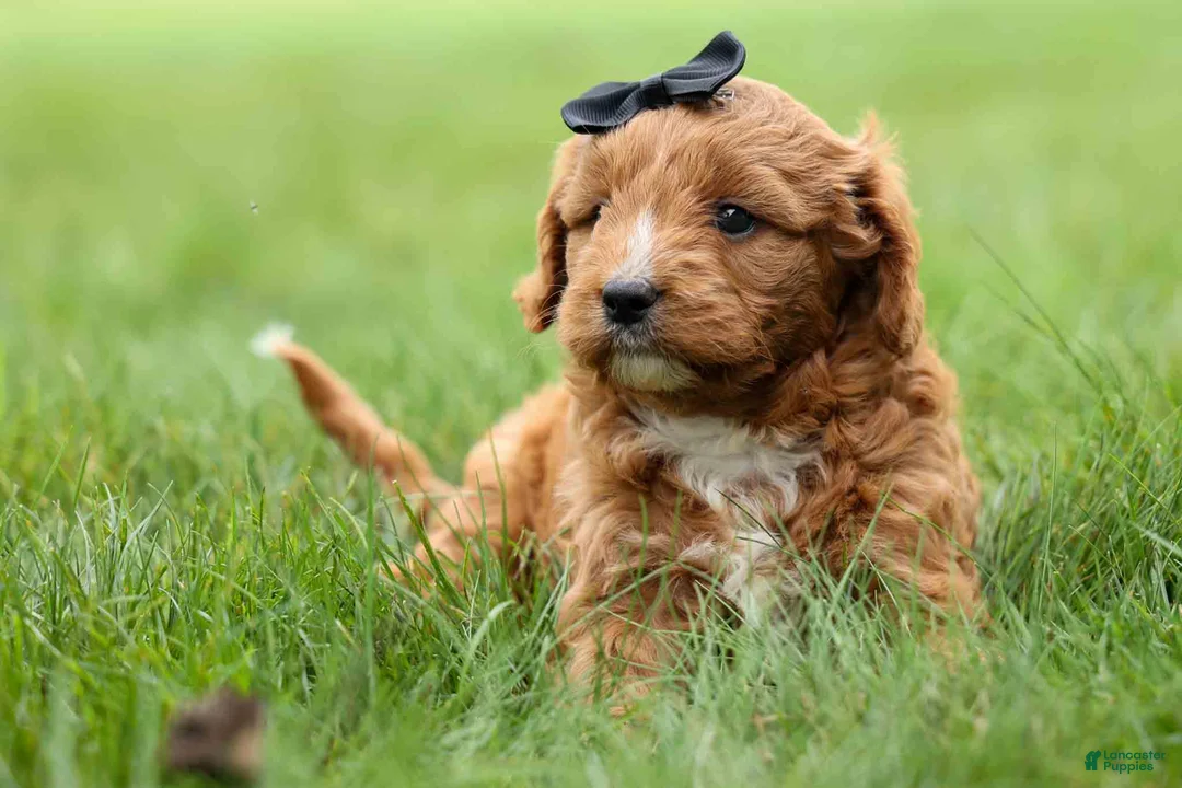 Cavapoo dogs for sale: Max 🐾🐶 - Ad 2