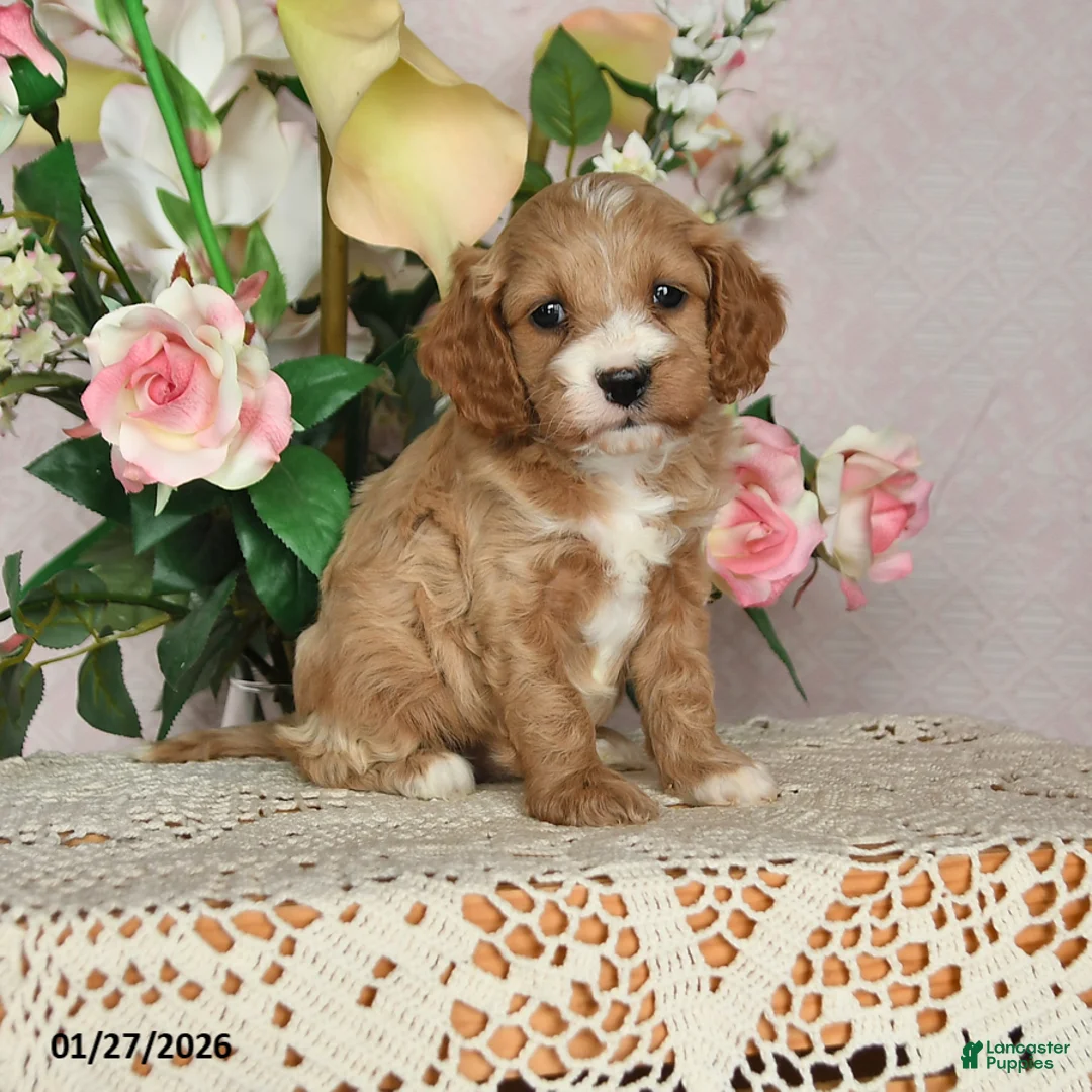 Cavapoo dogs for sale: Jubilee - Ad 4