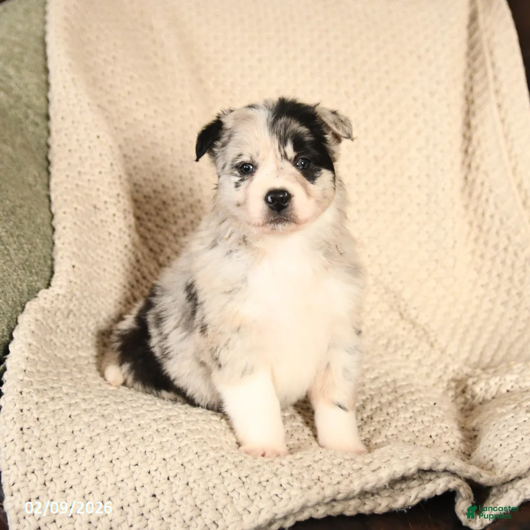Mixed Breed dogs for sale: Macy - Ad 2