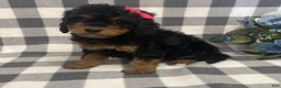 Mini Bernedoodle dogs for sale: Jazzy - Ad 2