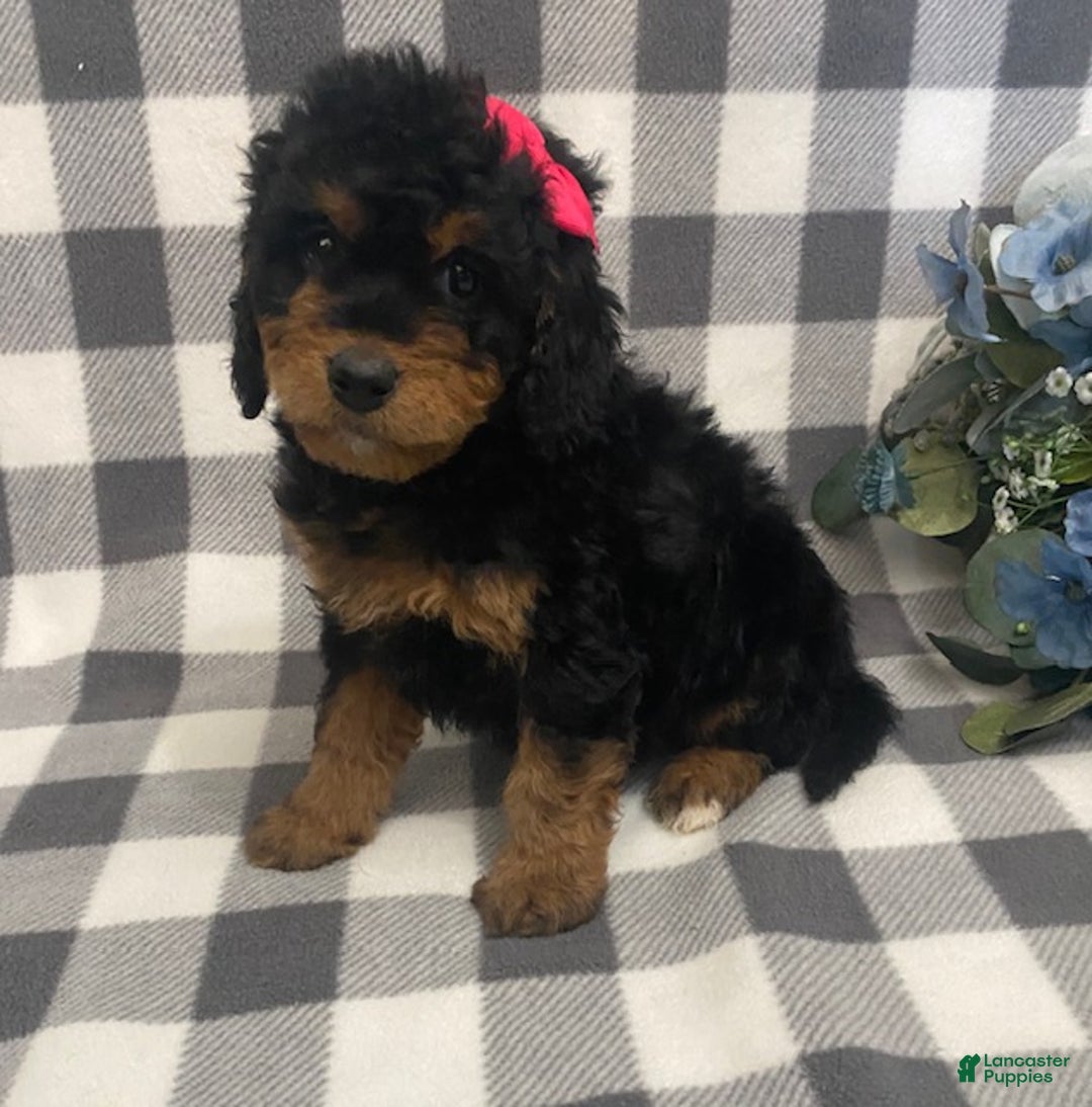 Mini Bernedoodle dogs for sale: Jazzy - Ad 2