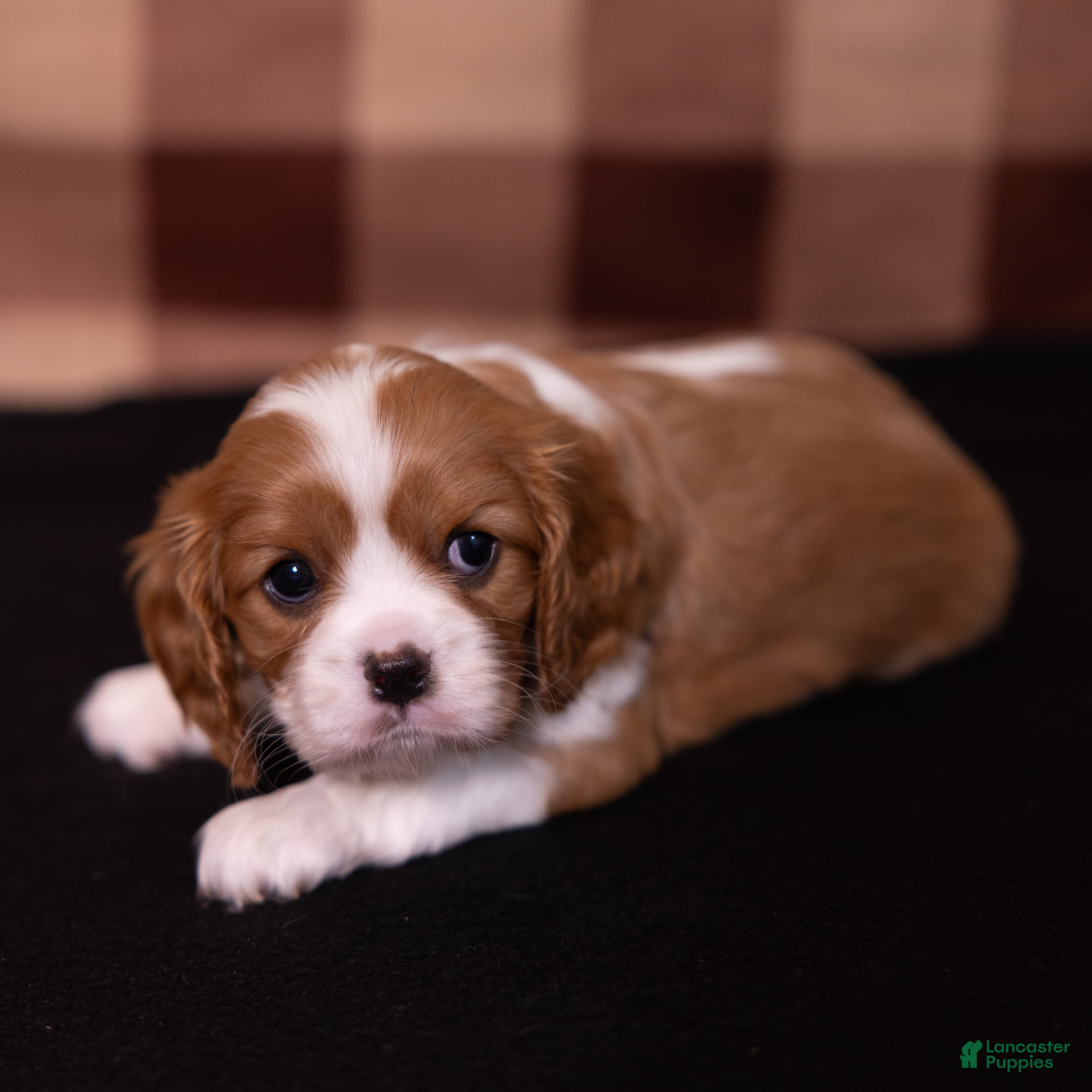 Cavalier King Charles Spaniel dogs Polly - Ad 1