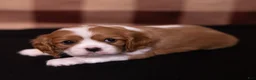 Cavalier King Charles Spaniel dogs for sale: Polly - Ad 1