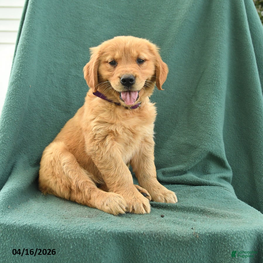 Golden Retriever dogs Rachel - Ad 1