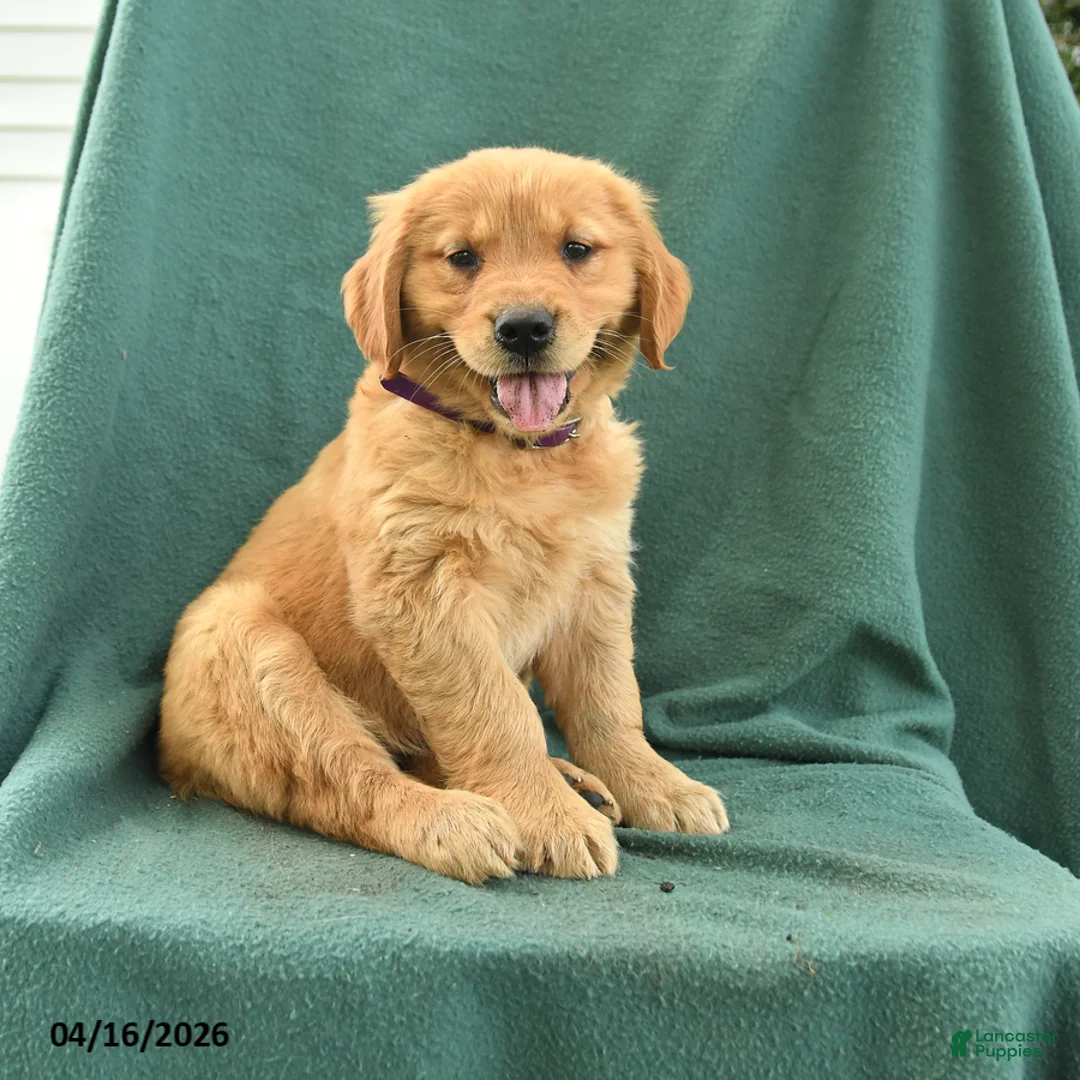 Golden Retriever dogs for sale: Rachel - Ad 1