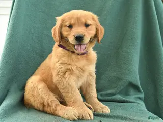 Golden Retriever dogs for sale: Rachel - Ad 2