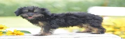 Yorkiepoo dogs for sale: Anya - Ad 4