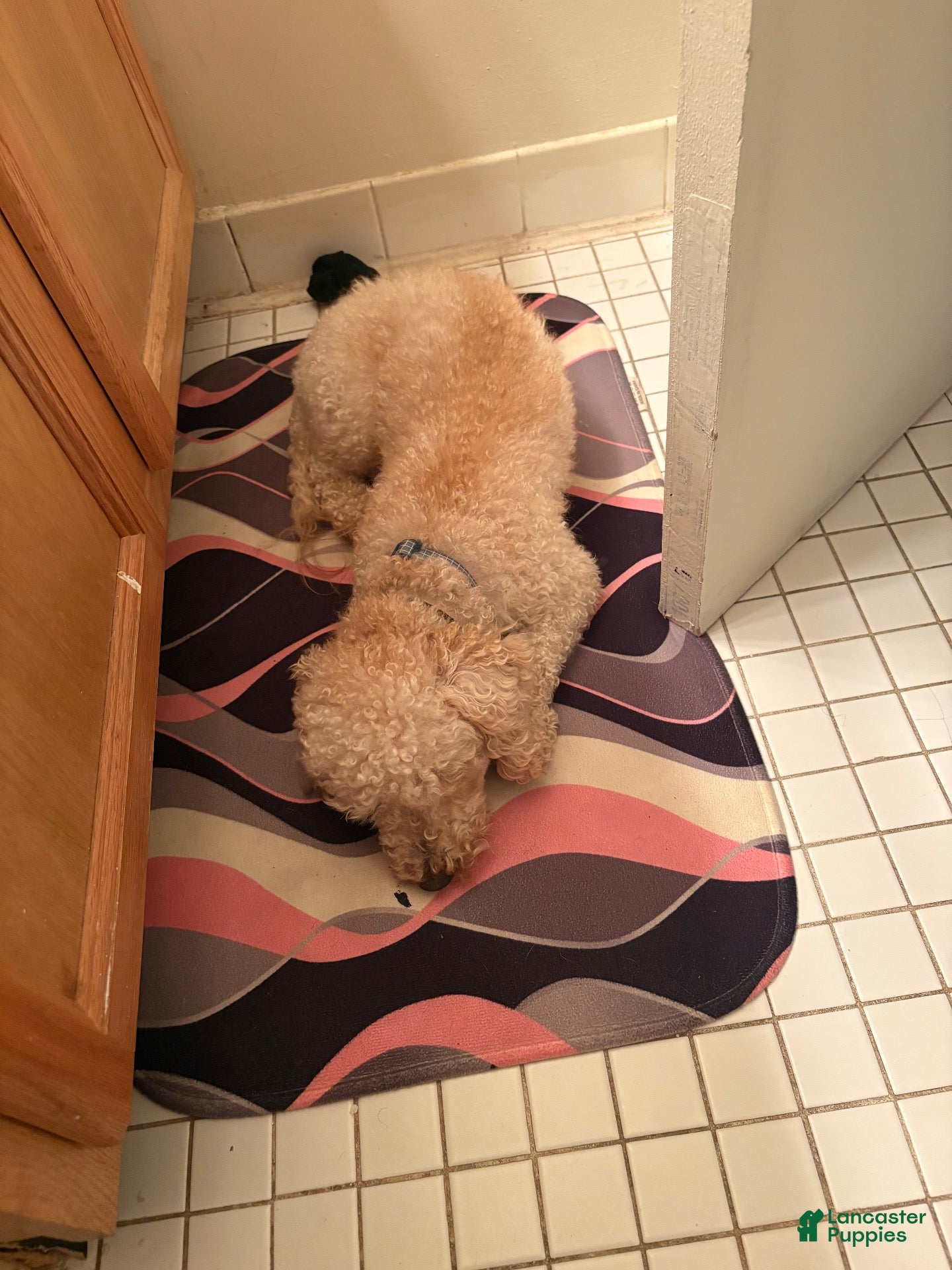 Cockapoo dogs Kingston  - Ad 24