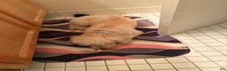Cockapoo dogs for sale: Kingston  - Ad 1