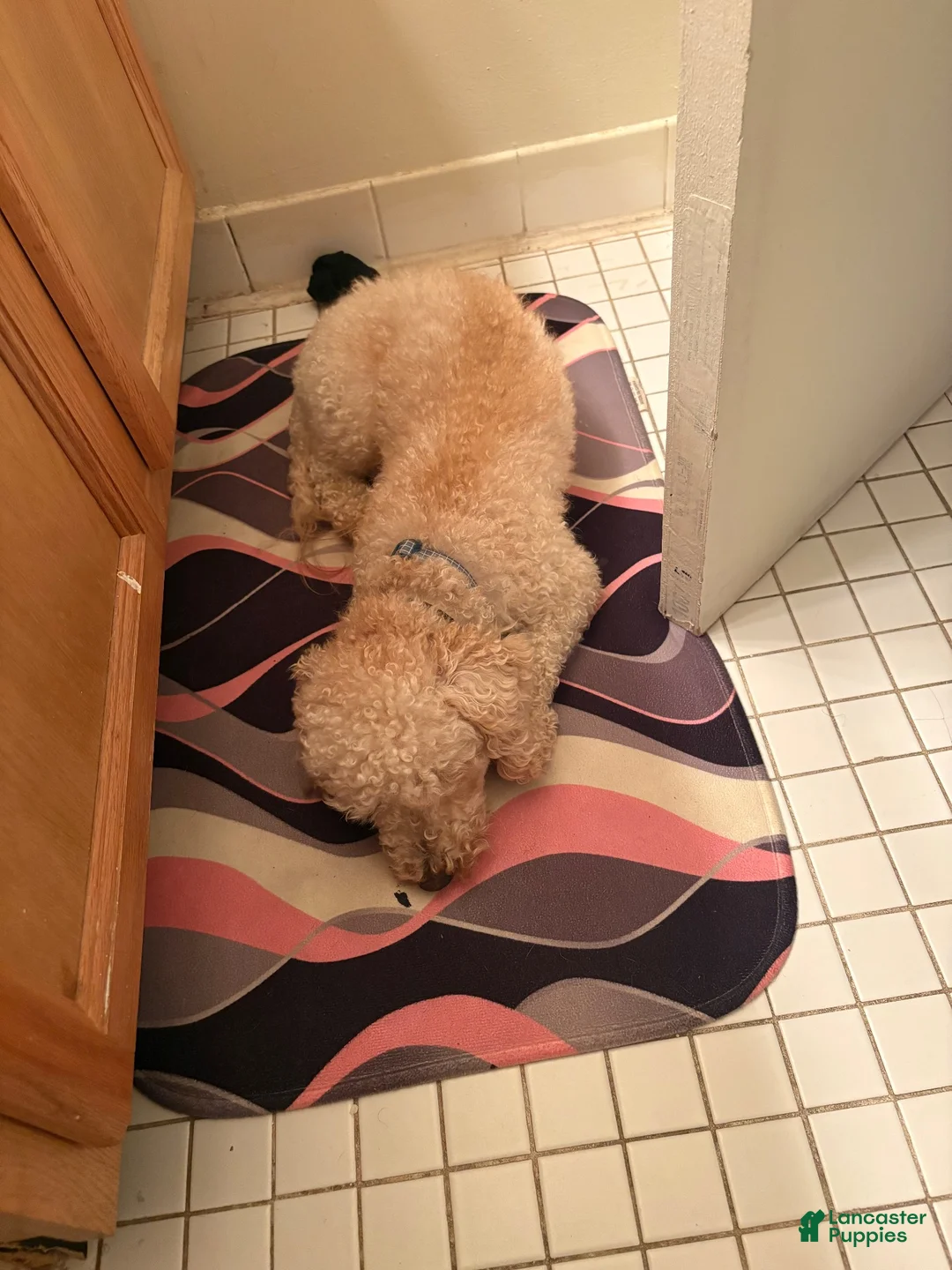Cockapoo dogs for sale: Kingston  - Ad 1