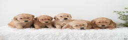 Golden Retriever dogs for sale: Paige  - Ad 5