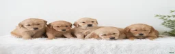 Golden Retriever dogs for sale: Pearl  - Ad 6
