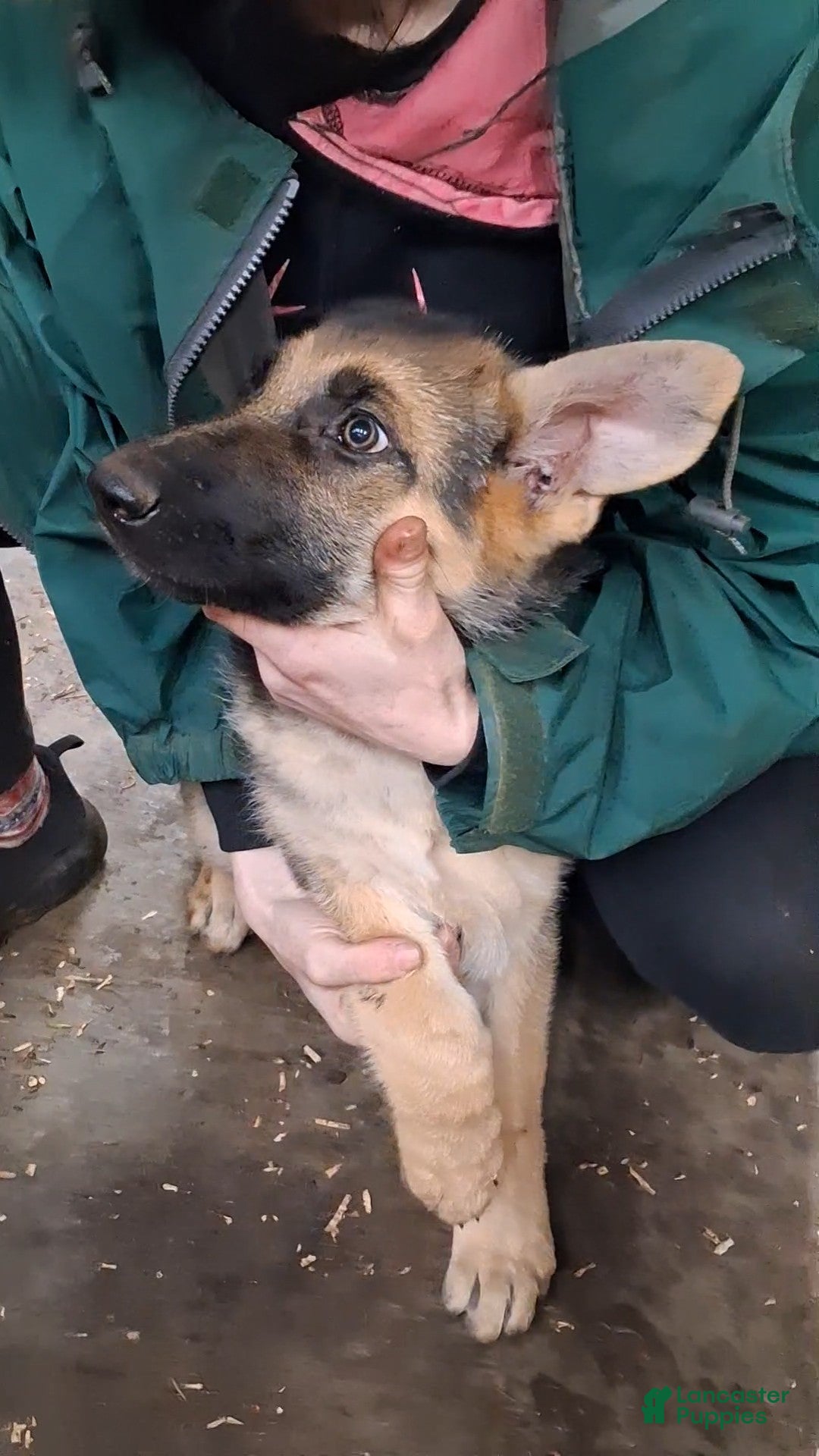 German Shepherd dogs German Shepherd Puppy 1 - Ad 15