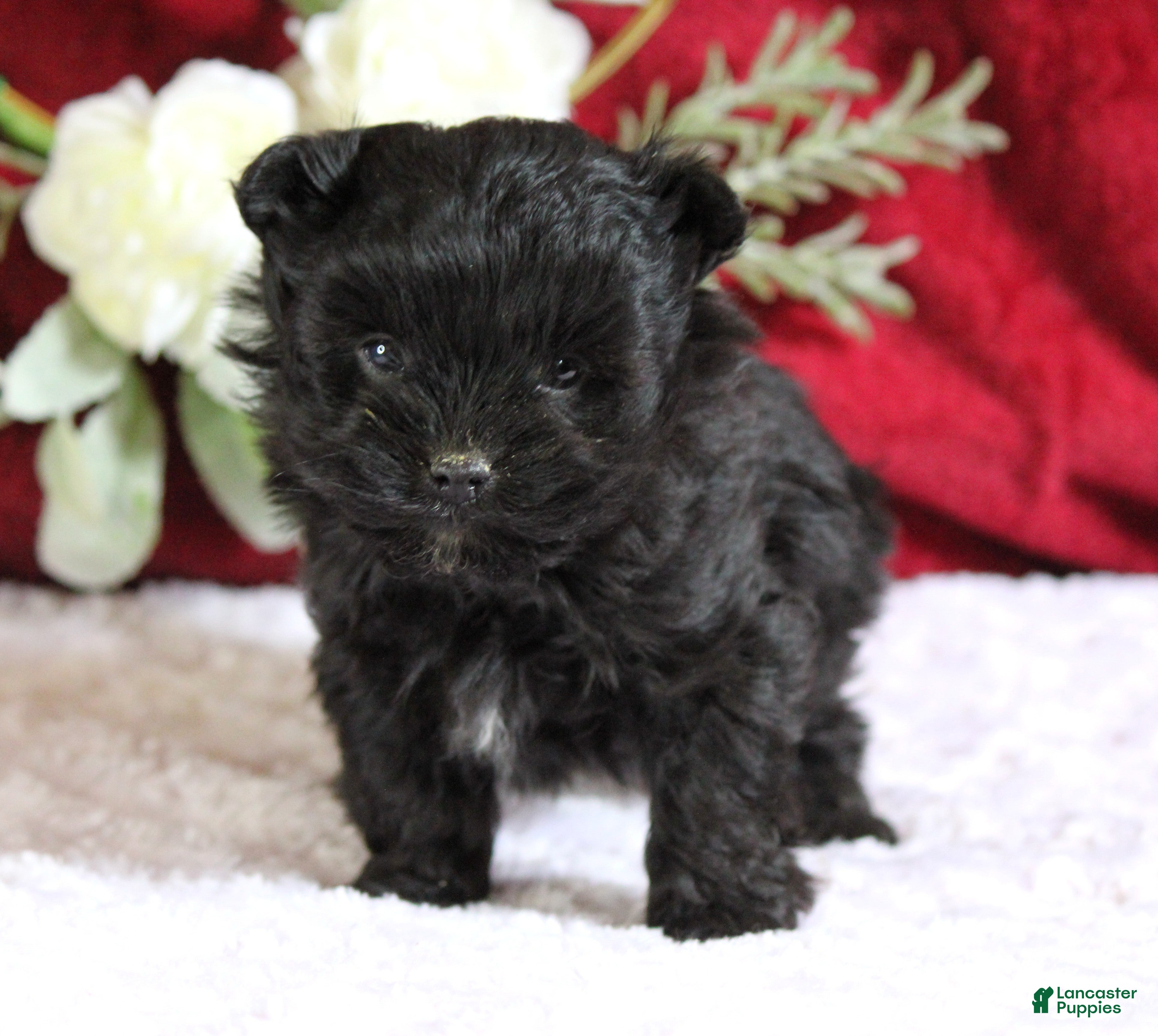 Yorkiepoo dogs Baxtor - Ad 1