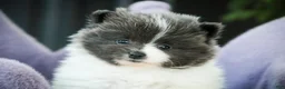 Pomeranian dogs for sale: Treasure - Ad 2