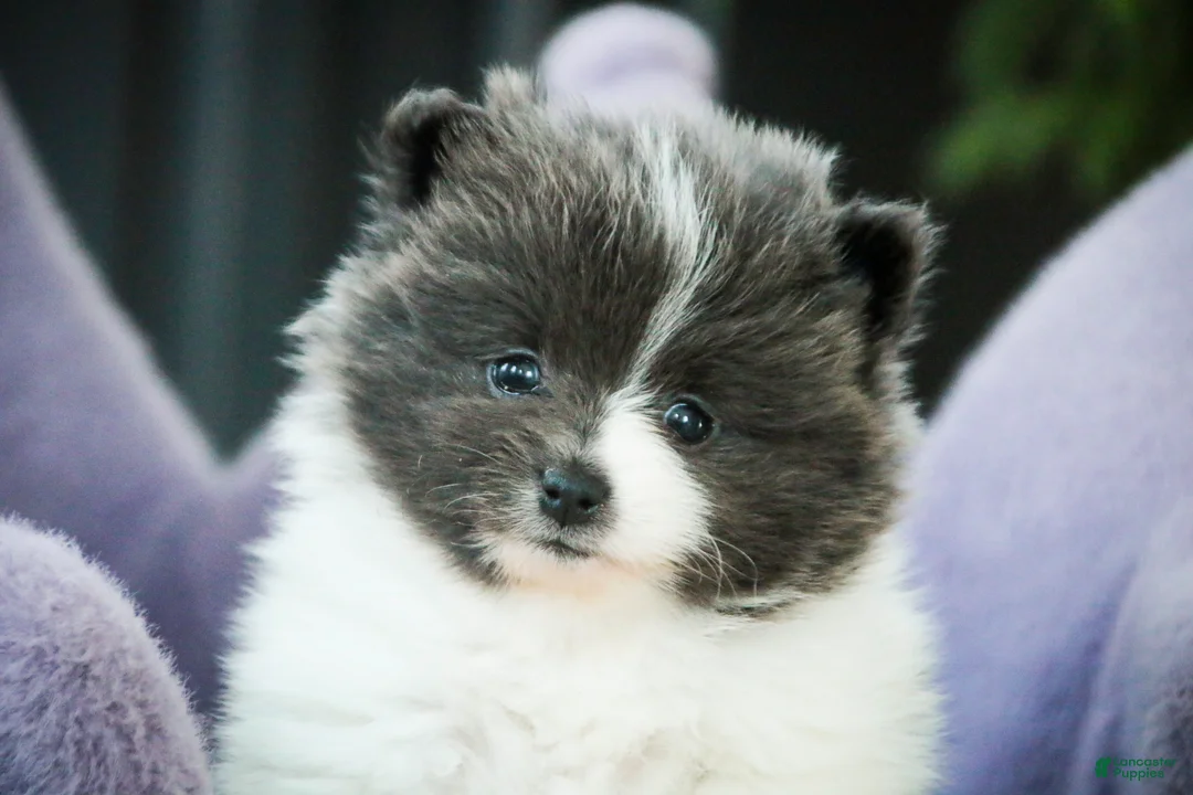 Pomeranian dogs for sale: Treasure - Ad 2