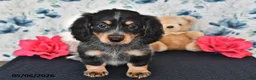 Miniature Dachshund dogs for sale: Ivy - Ad 3