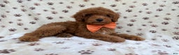 Cockapoo dogs for sale: Cowboy - Ad 8