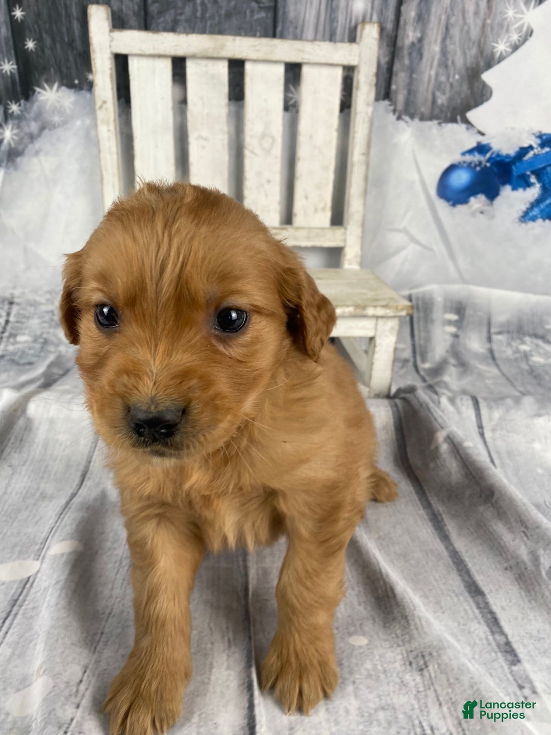 Golden Retriever dogs for sale: Molly - Ad 8