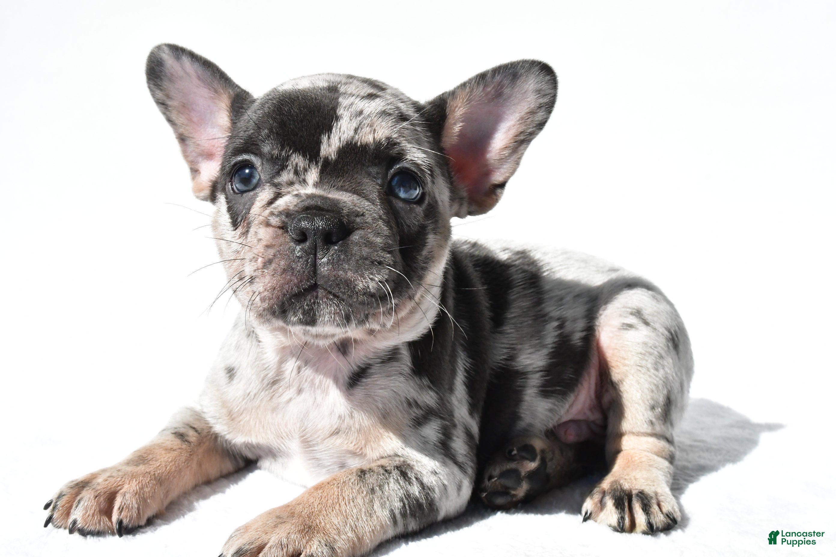 French Bulldog dogs Echo - Ad 1
