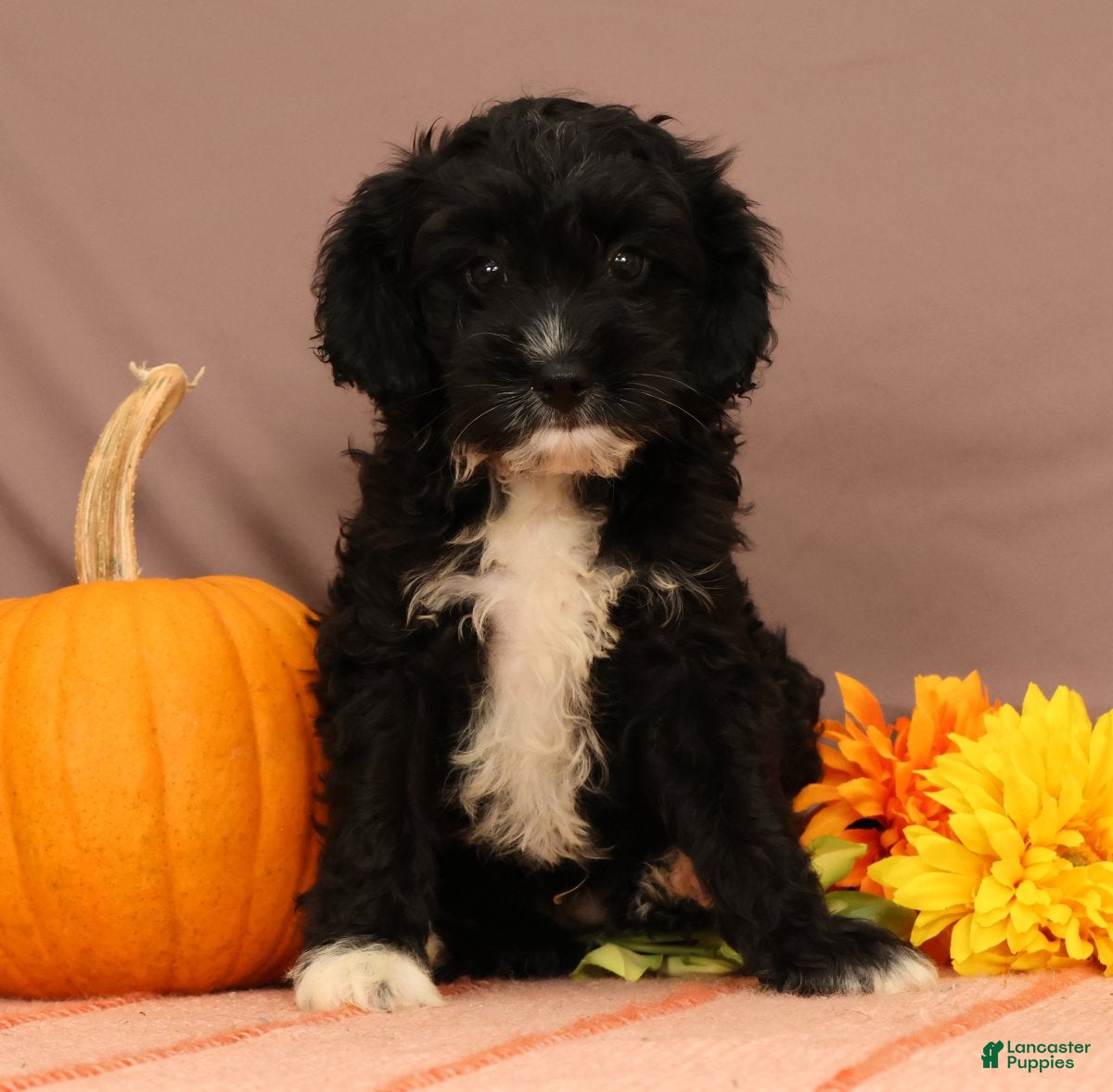 Cavapoo dogs Vaughn - Ad 1
