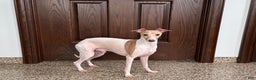 Italian Greyhound dogs for sale: Robbie - Ad 11